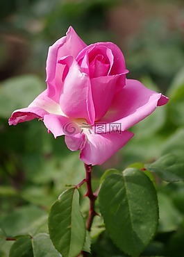 鮮花,粉色,夏季花卉