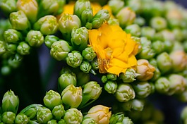 长寿,开花,厚的板材温室