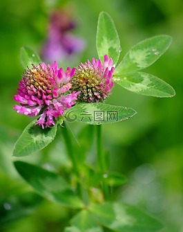 三葉草,鮮花,字段