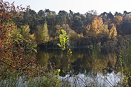 池塘,秋季,光明