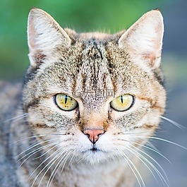 性質,動物,貓