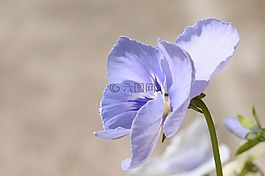 花卉,性質(zhì),花瓣