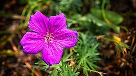 花卉,花園,性質(zhì)