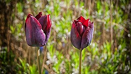 郁金香,花卉,花園