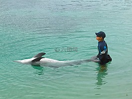 海豚,培訓(xùn),顯示