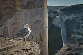 動物,鳥,鴿子