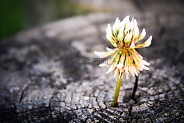 花,特寫,自然