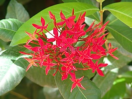 鮮花,熱帶,顏色