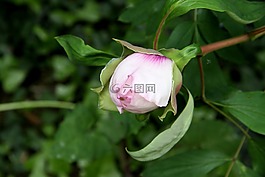 牡丹,花,開花