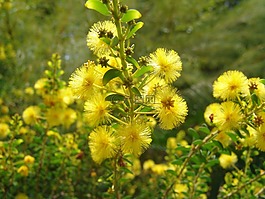 鮮花,熱帶,顏色