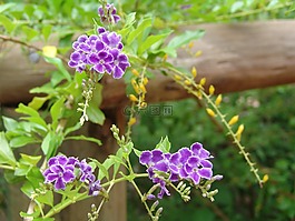 鮮花,熱帶,顏色