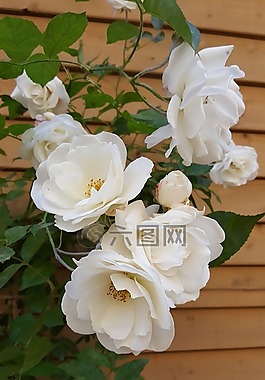 玫瑰布什,白色的玫瑰,村院