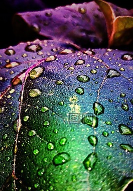 水滴,雨后,綠黨