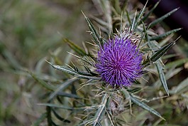 薊,自然,刺癢