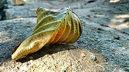 干葉,宏,秋