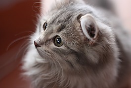 猫,灰色的猫,吻