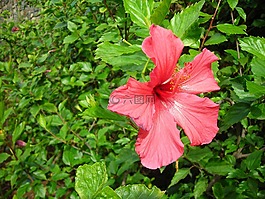 鮮花,熱帶,顏色