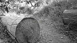 樹(shù),廢墟,黑色和白色