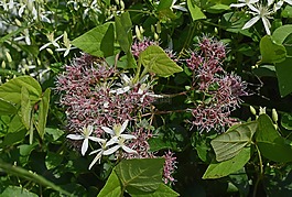 喬-野良雜草和野生威靈仙,野花,花