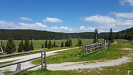 阿爾姆,草地,景觀