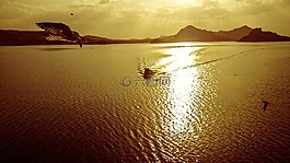 日落,海灘,海鷗