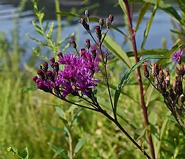ironweed,花,开花