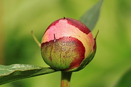 牡丹,芽,植物群