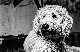 goldendoodle,狗,黑色和白色