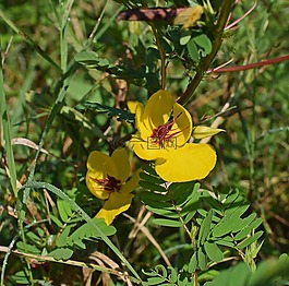 chamaecrista fasciculata,鷓鴣豌豆,野花