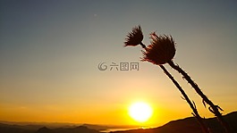 日落,太陽能,干花