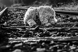 goldendoodle,狗,黑色和白色