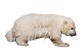 白熊,野生動物,孤立