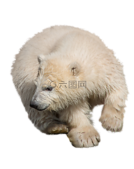 白熊,野生動物,孤立