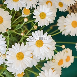 雛菊,花,自然