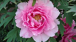 pelagonie,粉红色,紫