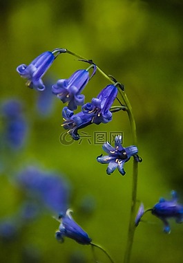 風(fēng)信子,花,藍(lán)色