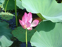 荷花,澳大利亞,熱帶地區(qū)