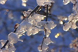 冬季,冰,雪
