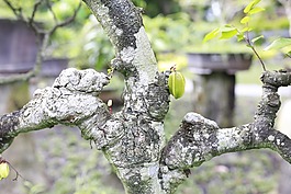 合同,公園,蔬菜
