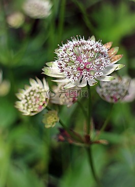 大明星傘形花序,astrantia大,masterwort