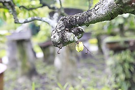 合同,公園,蔬菜