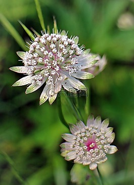 大明星傘形花序,astrantia大,masterwort