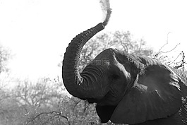 象,野生動物,非洲