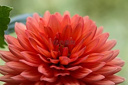 花,嬌琴紗,花園