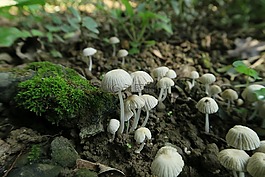 大自然,真菌,蘑菰