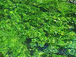 水生植物,綠色,經(jīng)濟增長