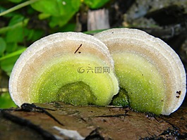 蘑菇,花园,树干