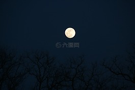 满月,树,夜