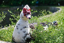 鴨,公園,夏天