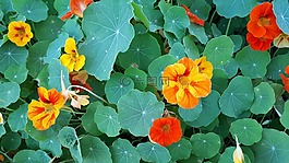 nastartium,花,绿色